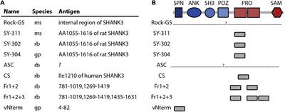 SHANK3 Antibody Validation: Differential Performance in Western Blotting, Immunocyto- and Immunohistochemistry